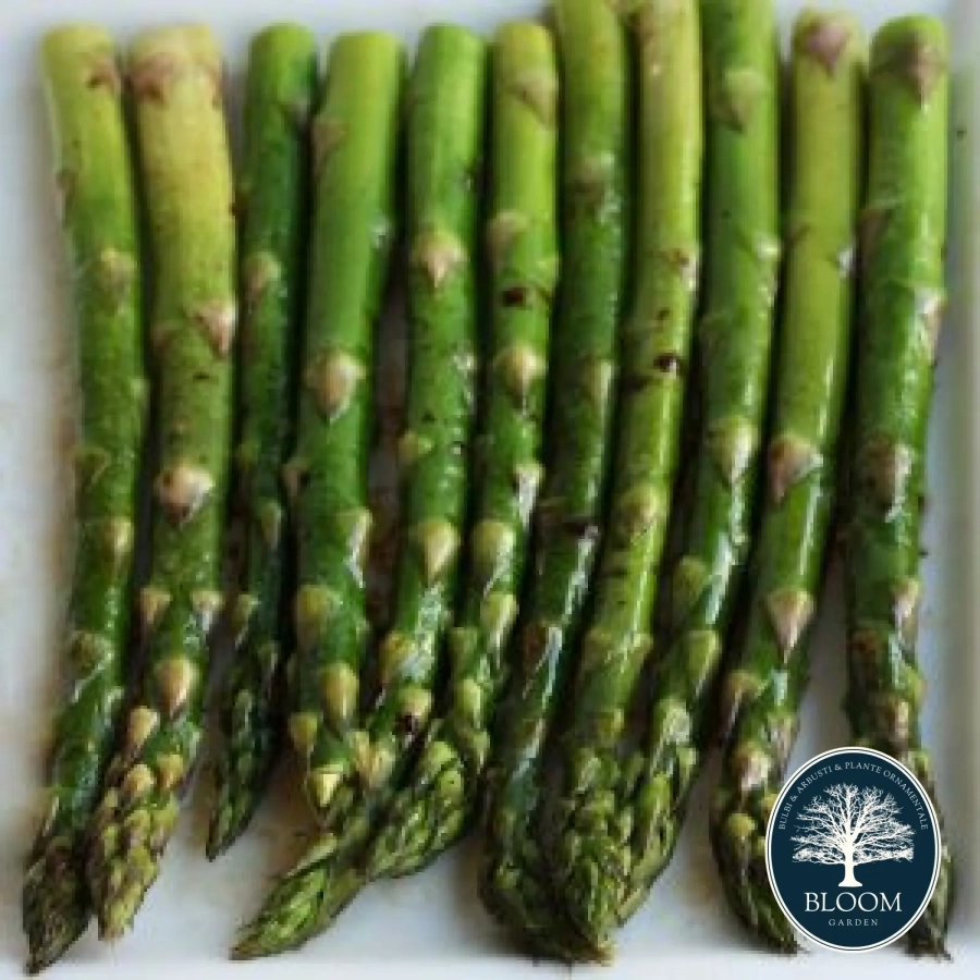 Sparanghel-Mary-Washington Seminte Sparanghel Mary Washington 1