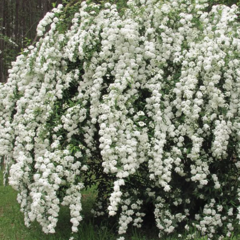 Cununita Alba - Spiraea Nipponica Snowmound - Ghiveci 2 l - Inaltime 40 - 50 cm 1