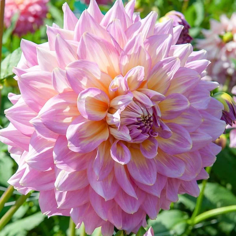 Stawberyy-site Rizomi de Dalie Strawberry Ice 1