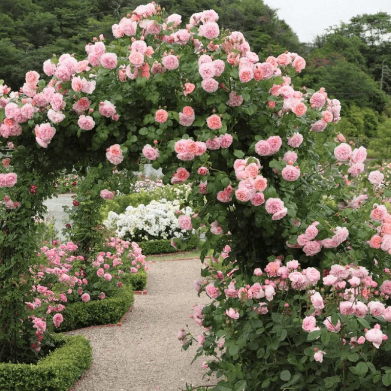 Strawberry-Hill Trandafir Catarator "David Austin - Strawberry Hill" - Ghiveci 3L - anul 3 1