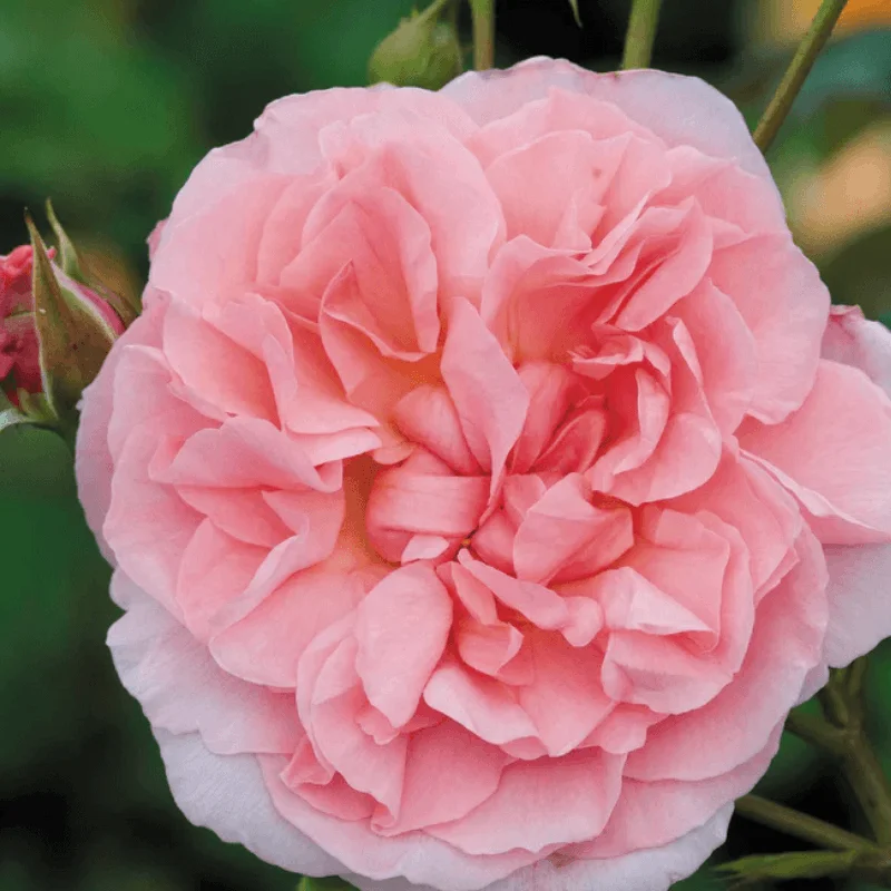 Trandafir Catarator "David Austin - Strawberry Hill" - Ghiveci 4 L - Anul 4 2