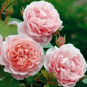 Trandafir Catarator "David Austin - Strawberry Hill" - Ghiveci 4 L - Anul 4 3