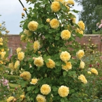 Trandafir Catarator "David Austin - Teasing Georgia" - Ghiveci 3L - anul 3 1