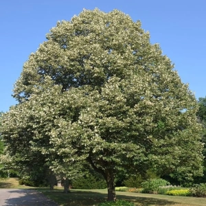 Tei Argintiu - Tilia Tomentosa - Ghiveci 3 L - Inaltime 100 - 120 cm 1