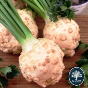 Seminte Telina de radacina gigante di praga 1