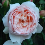 Trandafir "David Austin - Ambridge" - Ghiveci 3L - anul 3 1