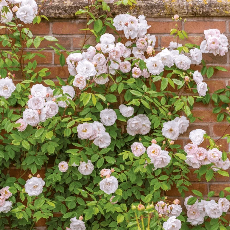 The-Lady-Lake Trandafir Catarator "David Austin - The Lady of The Lake" - Ghiveci 3L - anul 3 1