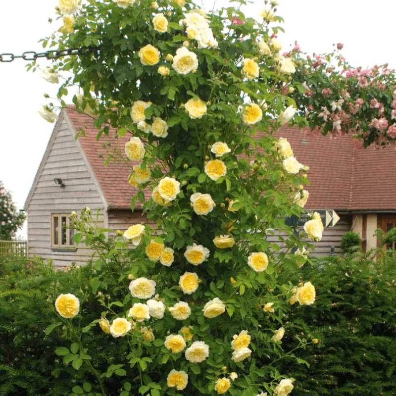 Trandafir Catarator "David Austin - The Pilgrim" - Ghiveci 3L - anul 3 1