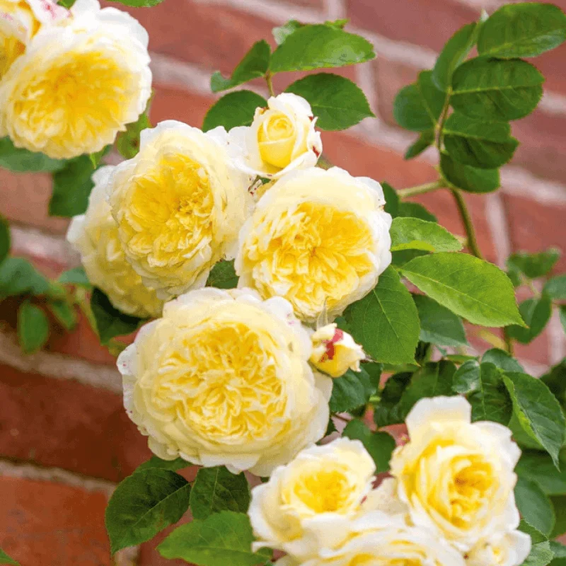 Trandafir Catarator „David Austin - The Pilgrim” - Ghiveci 4 L - Anul 4 2