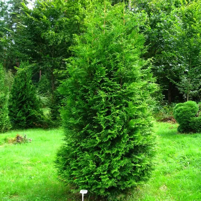 Thuja-occidentalis-brabant Tuia Occidentalis - Brabant - Ghiveci 2 L - Inaltime 80 - 90 cm 1