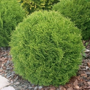 Tuia Occidentalis - Danica Glob - Ghiveci 2 L - Diametru 15 - 20 cm 1