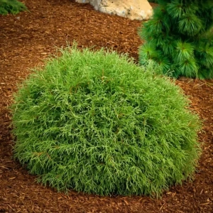 Tuia Occidentalis - Mr. Bowling Ball - Ghiveci 15 L - Inaltime 50 - 60 cm 1