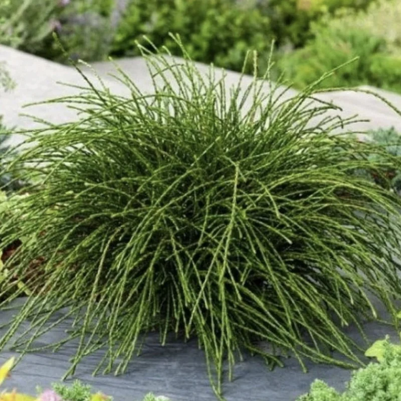 Tuia Plicata - Whipcord - Ghiveci 10 L - Inaltime 60 - 70 cm 1