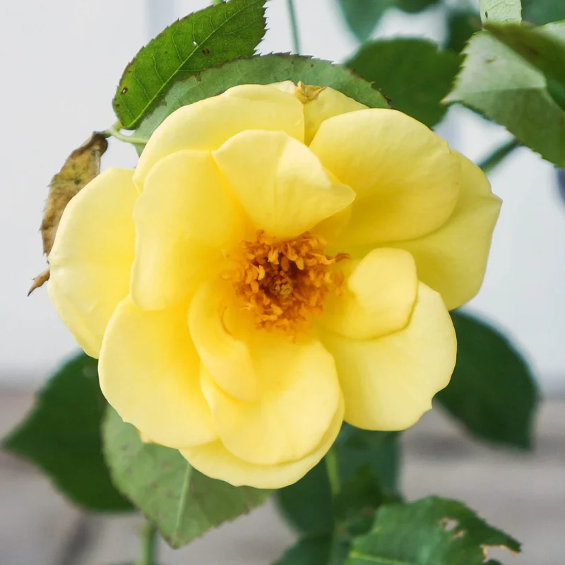 Trandafir Pomisor Curgator Galben 1 cu Radacina Impachetata 2