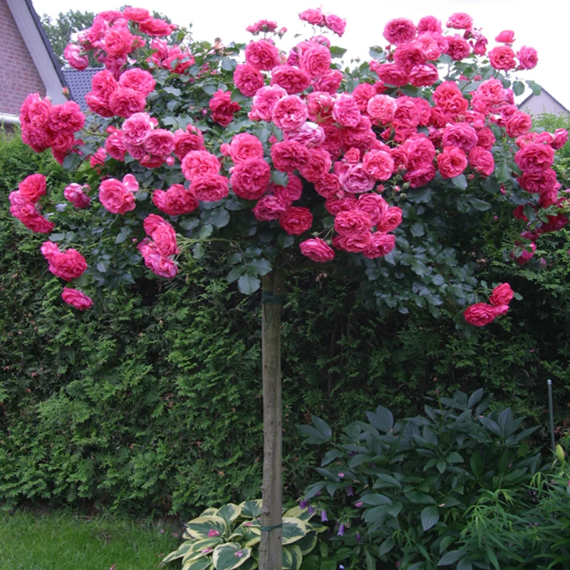 Trandafir Pomisor Rosarium cu Radacina Impachetata 1