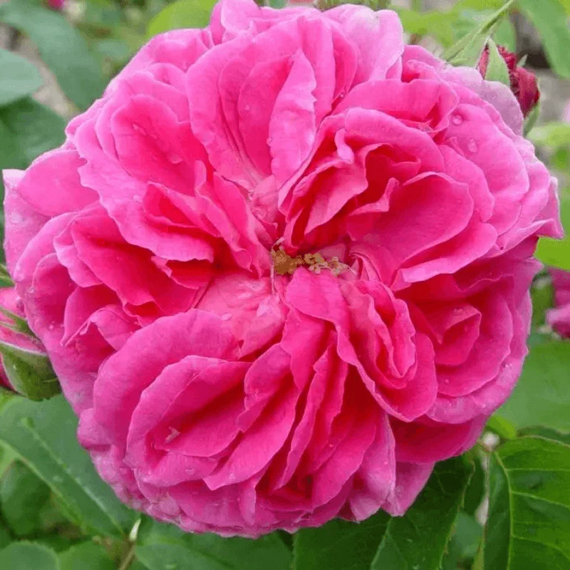 Trandafir Pomisor Rosarium cu Radacina Impachetata 2