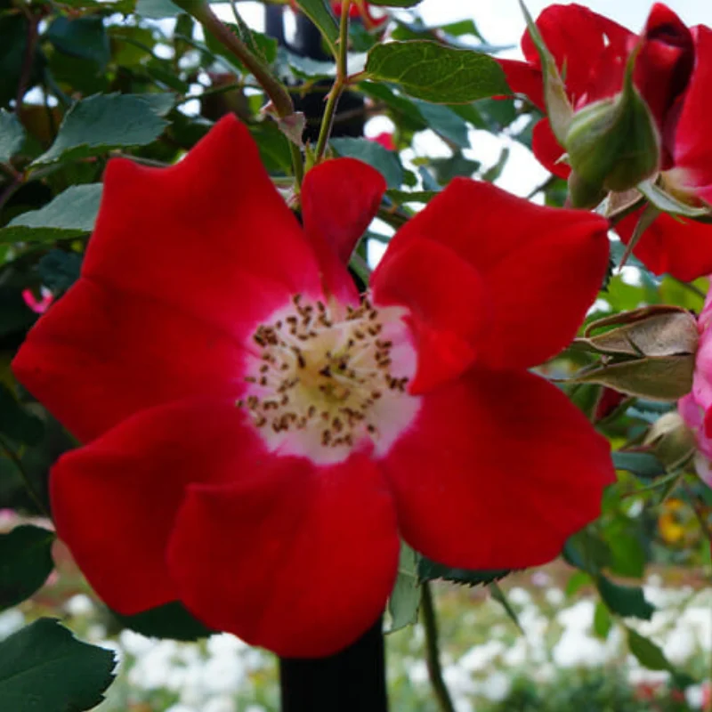 Trandafir Pomisor Curgator Rosu la Ghiveci 5L - Inaltime 130 - 150 cm 2