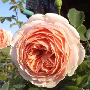 Trandafir "David Austin - Abraham Darby" - Ghiveci 3L - anul 3 1