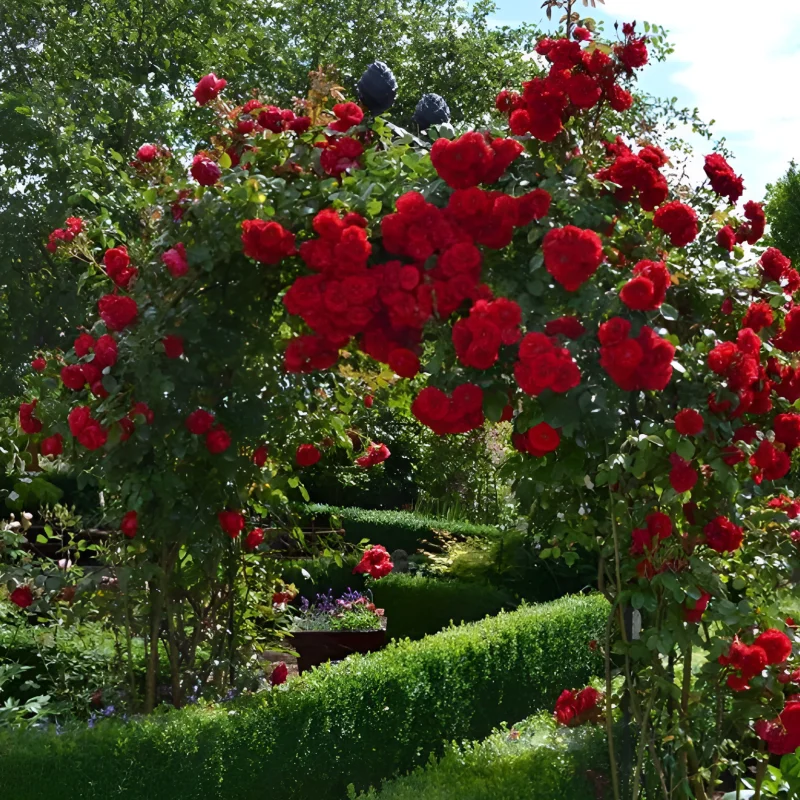 Trandafir urcator Amadeus la Ghiveci 3L - anul 3 1