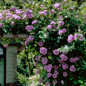 Trandafir urcator Blue Violet la Ghiveci 3L - anul 3 1