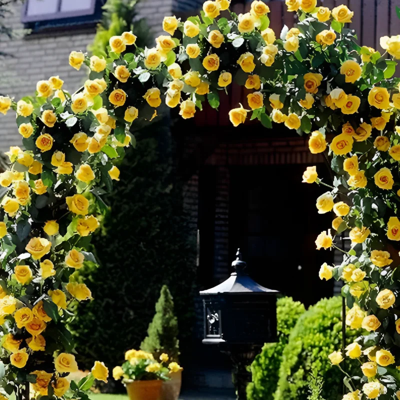 Trandafir Catarator Galben la Ghiveci 3L - anul 3 1