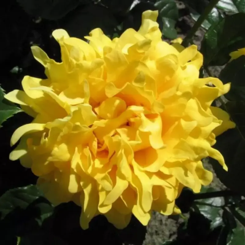 Trandafir-Golden-Lady-Ruffle Trandafir Golden Lady la Ghiveci 3L - anul 3 1