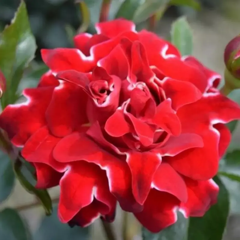 Trandafir Red Lady Luffy la Ghiveci 3L - anul 3 1