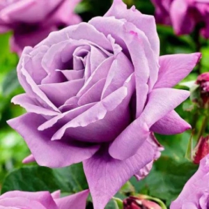 Trandafir Teahibrid Charley - anul 3 - imagine 1