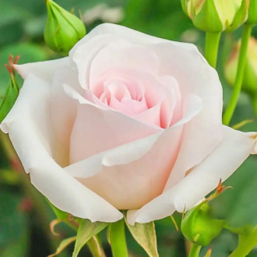 Trandafir-Teahibrid-Elena