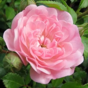 Trandafir Teahibrid Fairy - anul 3 - imagine 1