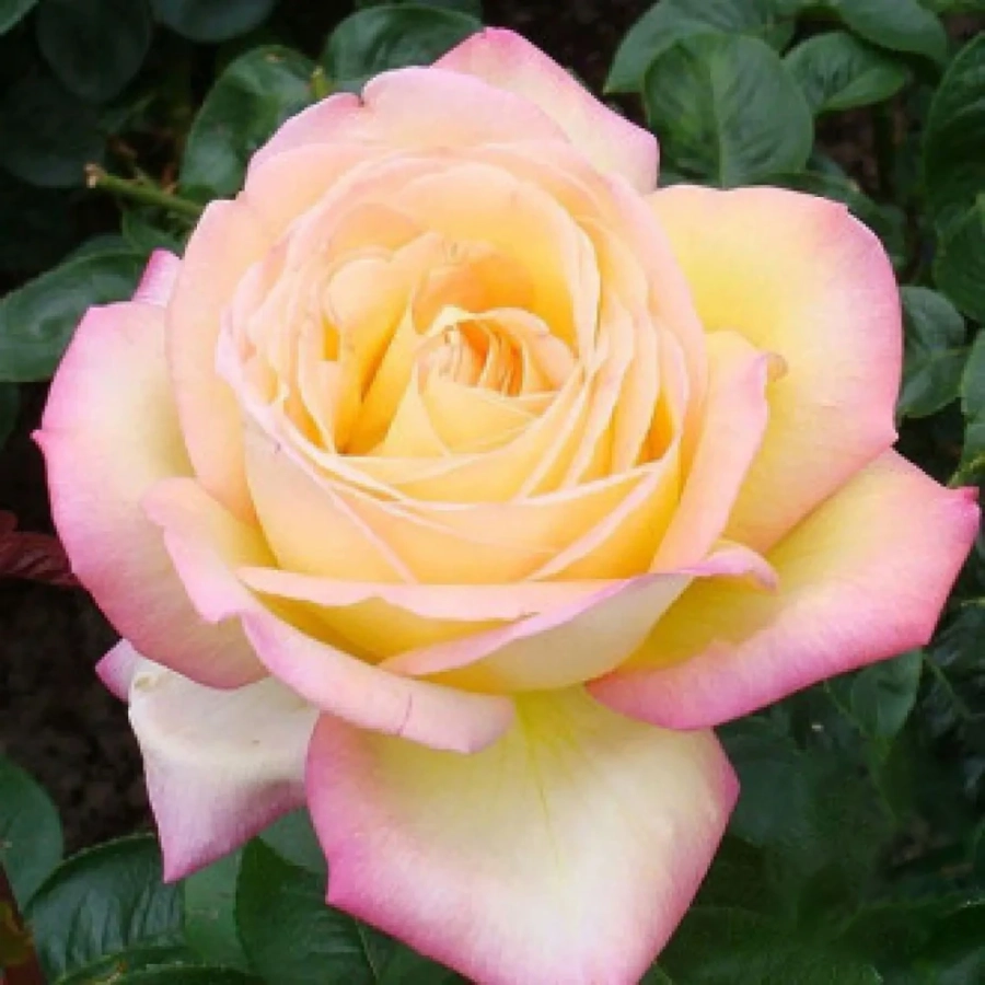 Trandafir-Teahibrid-Gloria-Dei