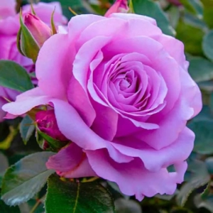 Trandafir Teahibrid Love Song - anul 3 - imagine 1