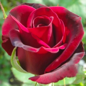 Trandafir Teahibrid Marina Marini - anul 3 - imagine 1