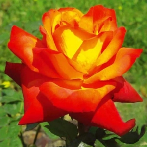 Trandafir Teahibrid Red Yellow - anul 3 - imagine 1