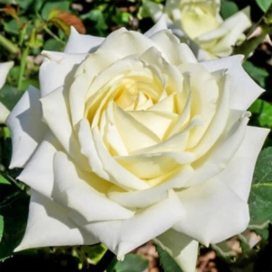 Trandafir Teahibrid White - anul 3 - imagine 1