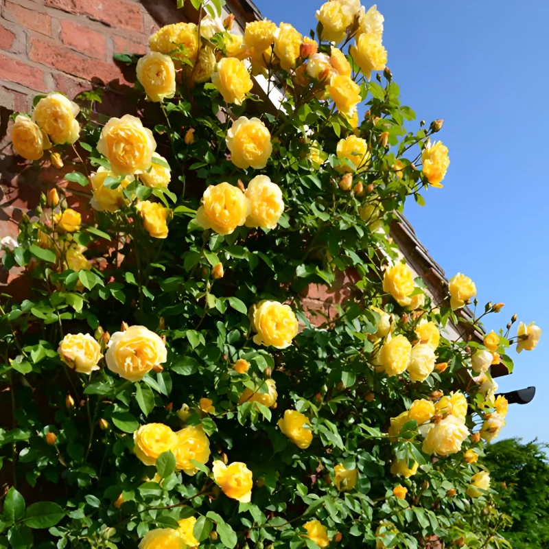 Trandafir urcator Yellow la Ghiveci 3L - anul 3 1