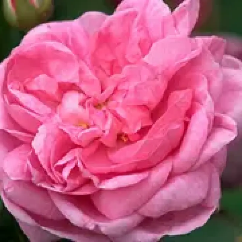 Trandafir-de-dulceata-Des-Peintres Trandafir de Dulceata Des Peintres la Ghiveci 3L - anul 3 1