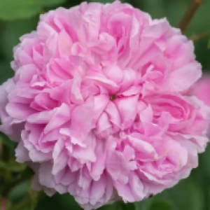 Trandafir de Dulceata Jaques Cartier la Ghiveci 3L - anul 3 1