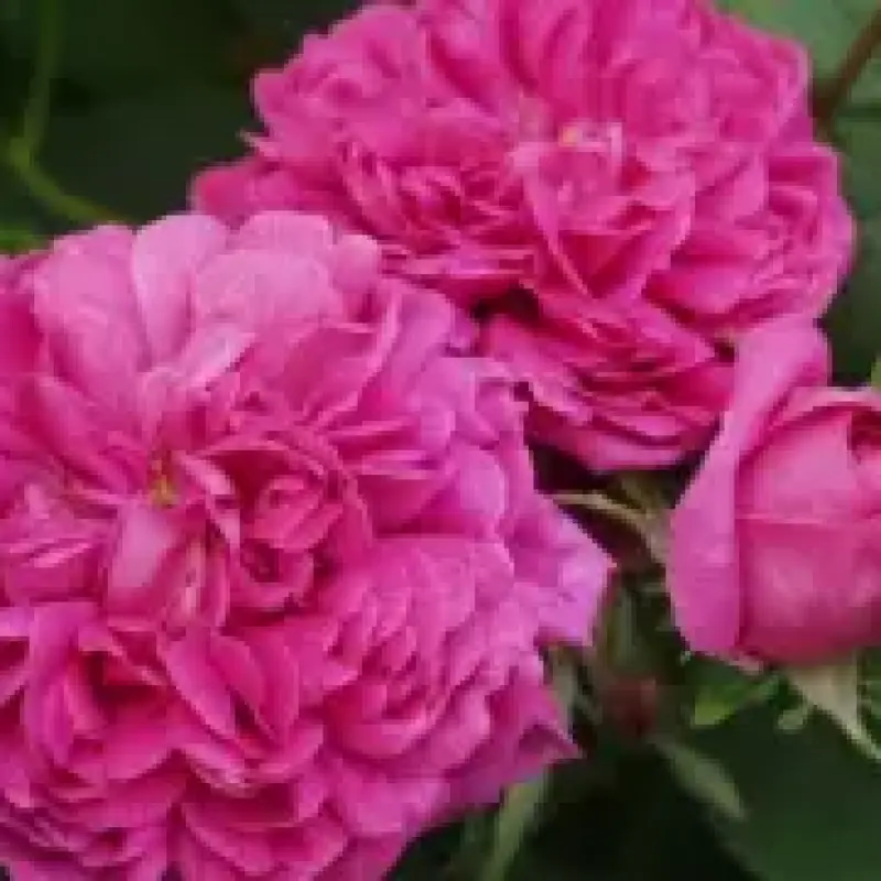 Trandafir de Dulceata Rose de Rescht la Ghiveci 3L - anul 3 1