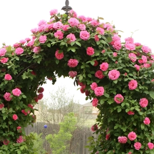 Trandafir urcator Pink Mushimara la Ghiveci 3L - anul 3 1