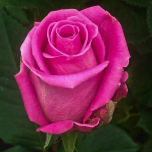 Trandafiri Aqua la Ghiveci 3L - anul 3 1