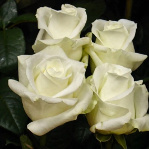 Trandafiri Avalanch la Ghiveci 3L - anul 3 1