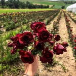 Trandafiri Dark Purple la Ghiveci 3L - anul 3 1