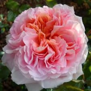 Trandafiri David Austin Darby la Ghiveci 3L - anul 3 1