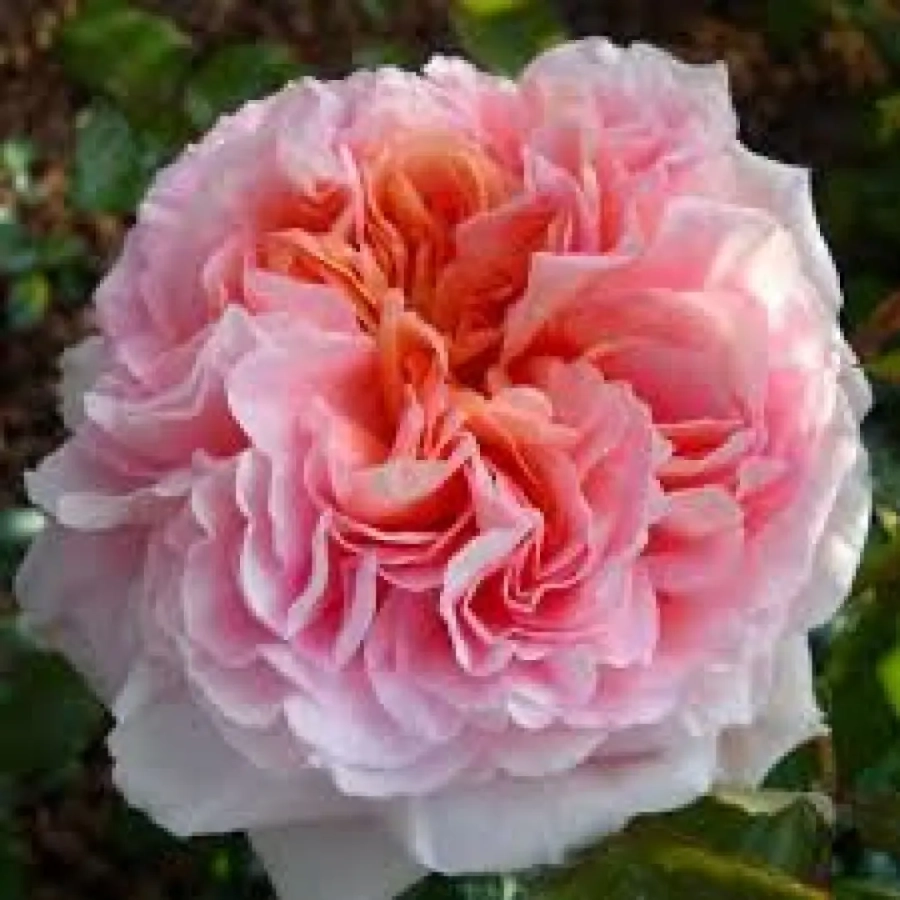 Trandafiri-David-Austin-Darby-la-Ghiveci-3L Trandafiri David Austin Darby la Ghiveci 3L - anul 3 1