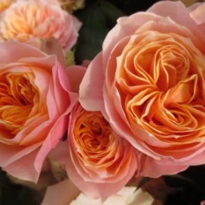 Trandafiri David Austin Light Orange la Ghiveci 3L - anul 3 1