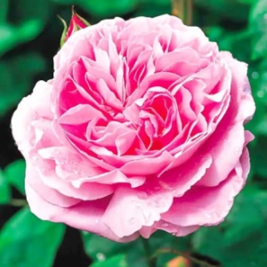 Trandafiri Englezesti Mary Rose - anul 3 - imagine 1