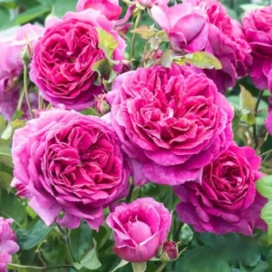 Trandafiri Englezesti Pink Lady - anul 3 - imagine 1