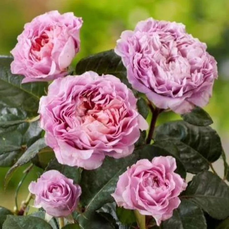 Trandafiri Hibrid Eisvogel la Ghiveci 3L - anul 3 1