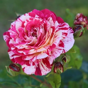 Trandafiri Hocus Pocus Abracadabra la Ghiveci 3L - anul 3 1